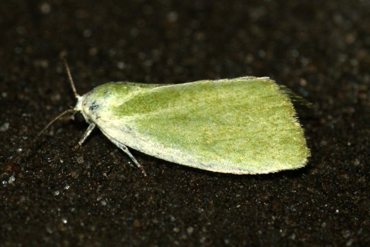 Cream-bordered Green Pea Copyright: Ben Sale