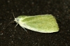 Cream-bordered Green Pea 