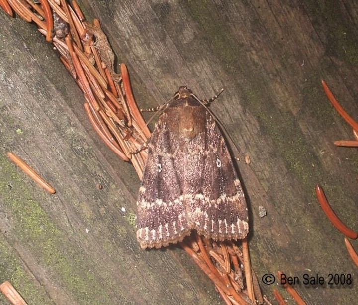 Copper Underwing Copyright: Ben Sale