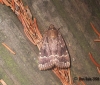 Copper Underwing Copyright: Ben Sale