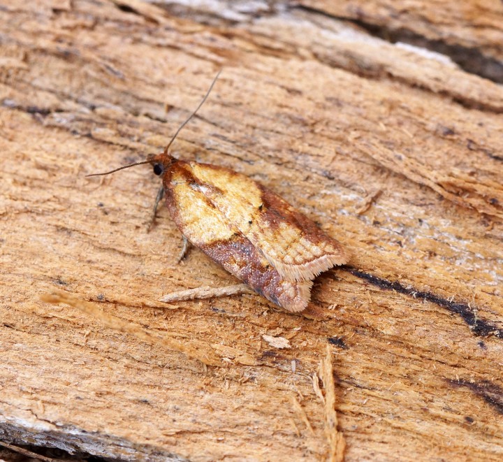 Acleris aspersana 2 Copyright: Ben Sale