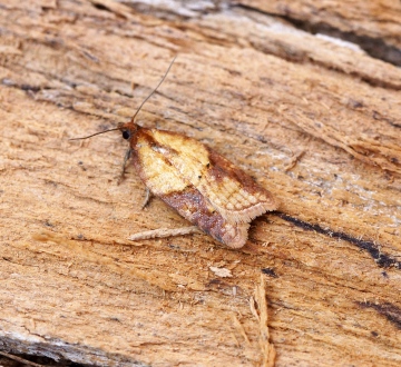 Acleris aspersana 2 Copyright: Ben Sale