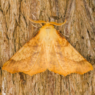 Large Thorn 07-08-2022 Copyright: Bill Crooks