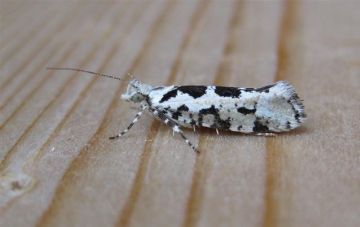 Ypsolopha sequella. Copyright: Stephen Rolls