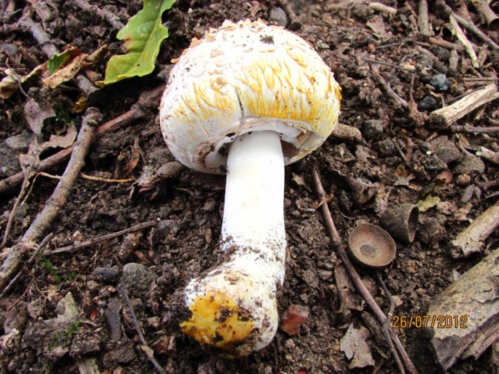 Agaricus xanthodermus 2 Copyright: Graham Smith