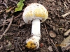 Agaricus xanthodermus 2  