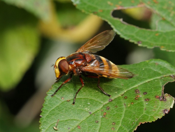 Volucella zonaria female 7 Copyright: Graham Ekins