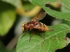 Volucella zonaria female 7