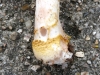 Amanita franchettii 2 