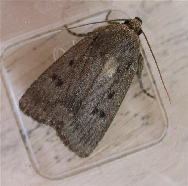 Mouse Moth. Copyright: Stephen Rolls