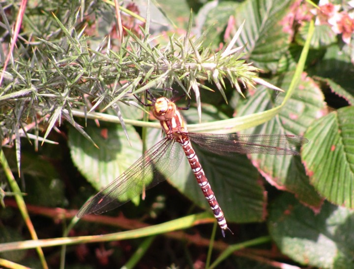 Southern Hawker Copyright: Graham Smith