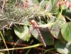 Southern Hawker 