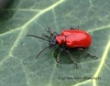 Lilioceris lilii  (Scarlet Lily Beetle) 2 Copyright: Graham Ekins