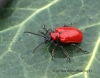 Lilioceris lilii  (Scarlet Lily Beetle) 2