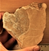 septarian nodule with polished section showing burrows 