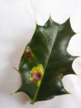 Phytomyza ilicis (leaf-mine) Copyright: Sven Michael Wair