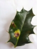 Phytomyza ilicis (leaf-mine)