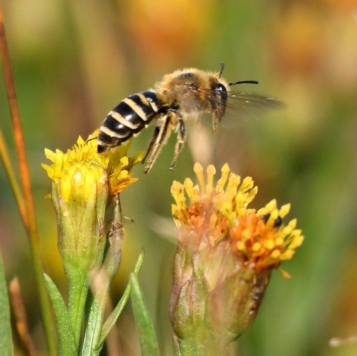 Sea Aster Mining Bee (Colletes halophilus) Copyright: Malcolm Riddler