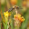 Sea Aster Mining Bee (Colletes halophilus) 