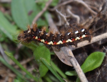 larva feeding on Sheep's Sorrel Copyright: Robert Smith