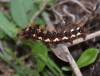 larva feeding on Sheep's Sorrel Copyright: Robert Smith