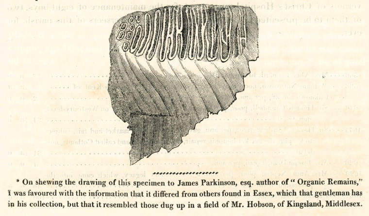 Ilford Mammoth Tooth Ogborne 1817 Copyright: Elizabeth Ogborne History of Essex 1817