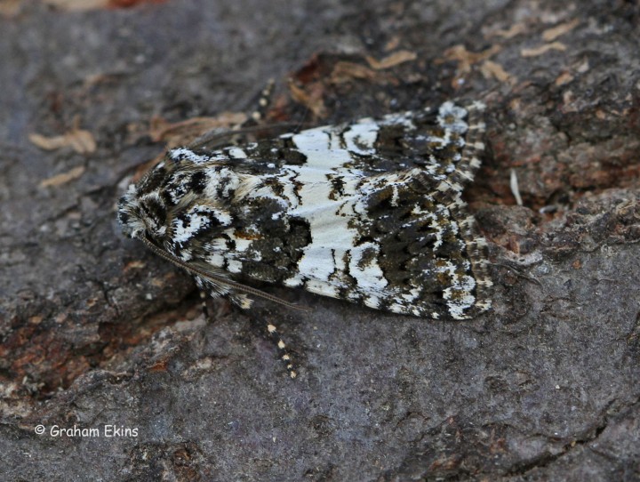 Hadena compta  Varied Coronet 1 Copyright: Graham Ekins