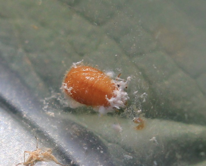 Scymnus sp. pupa Copyright: Yvonne Couch