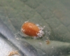 Scymnus sp. pupa 