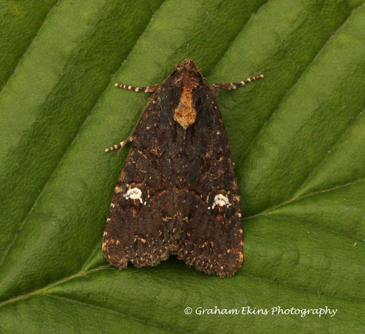 lesser Common Rustic  Mesapamea didyma  2 Copyright: Graham Ekins