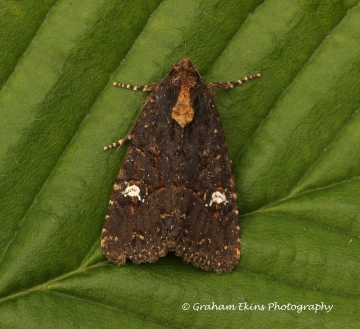 lesser Common Rustic  Mesapamea didyma  2 Copyright: Graham Ekins