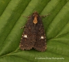 lesser Common Rustic  Mesapamea didyma  2