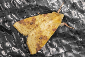 Sallow 18-09-2020 Copyright: Bill Crooks