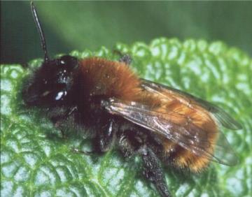 Andrena fulva-2 Copyright: Peter Harvey