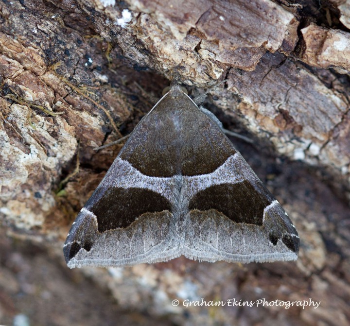 Passenger  Dysgonia algira Copyright: Graham Ekins