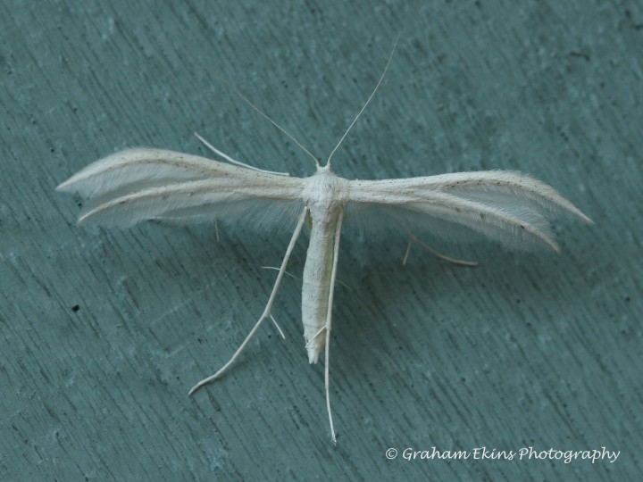 Pterophorus pentadactyla 2 Copyright: Graham Ekins