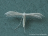 Pterophorus pentadactyla 2 Copyright: Graham Ekins