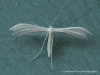 Pterophorus pentadactyla 2