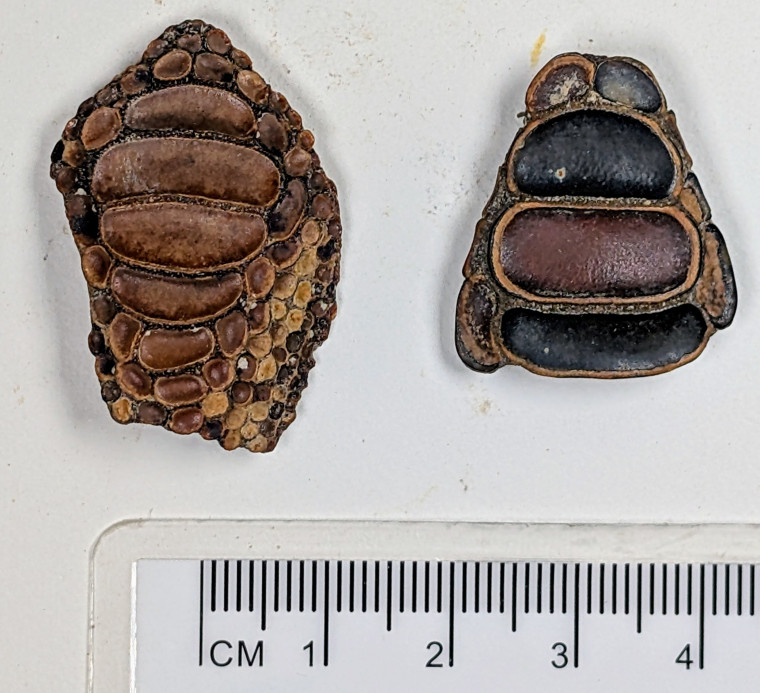 Harwich Phyllodus toliapicus pharyngeal palate underside Copyright: William George