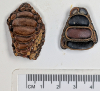 Harwich Phyllodus toliapicus pharyngeal palate underside