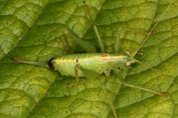 Meconema meridionale female 2 Copyright: Peter Harvey