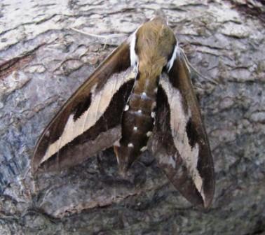 Bedstraw Hawk Moth 1 Copyright: Graham Smith