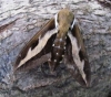 Bedstraw Hawk Moth 1 