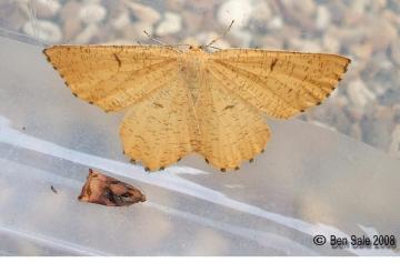 Orange Moth (Female) and Large Fruit-tree Tortrix Copyright: Ben Sale