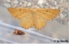 Orange Moth (Female) and Large Fruit-tree Tortrix 