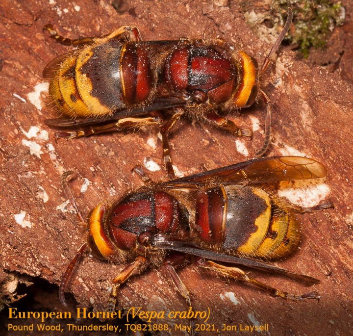 European Hornets - Vespa crabro - May 2021 - Pound Wood Copyright: Jon Laysell