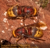 European Hornets - Vespa crabro - May 2021 - Pound Wood Copyright: Jon Laysell