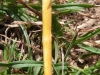 Fungus on Yorkshire Fog 