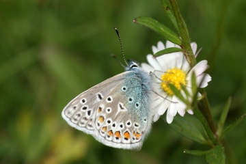 Common Blue 2 Copyright: Ben Sale