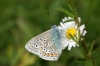 Common Blue 2 Copyright: Ben Sale